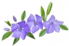 periwinkle.png