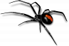 8-2-spider-png.png