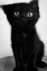 Adorable-Little-Black-Kitten.-So-Cute-And-Fluffy.-Thejavawitch.jpg