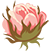 Rose_small_2.png