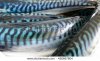 stock-photo-fresh-mackerel-fish-background-486667804.jpg