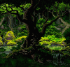 Forest1.gif