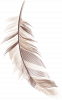 feather-transparent-background-22.png