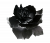 131-1311212_black-rose-png-black-rose-gif-transparent.png