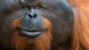 orangutan monke.jpg