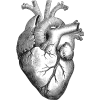 anatomical_heart.png