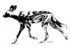 https://wildlifeandwilddogs.files.wordpress.com/2018/04/african-wild-dog-sketch-1-bw.jpg