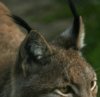 Lynx Ears Portrait pictures Tuft hair.jpg