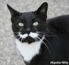 cat_with_mustache.4z4w4rnpfsv484kcc00ckgkws.f469i2i529gz4sgkk84cgc000.th.jpeg