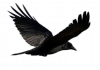 Crow Flight.png